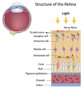 Retina Structure Enchroma