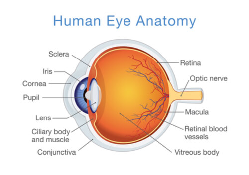 Human Eye Anatomy