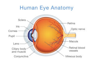 diagram of anatomy of human eye