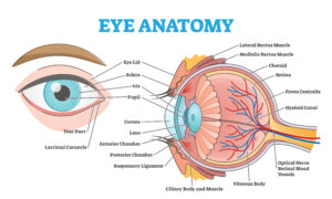 the anatomy of an eye